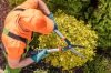 Gardener Shaping Plants Using Heavy Duty Garden Scissors. Spring Maintenance.